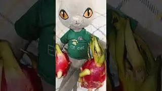 Серый купил драконьи фрукты #catlover #music #funny #funnycats #рекк #рекомендации #басик