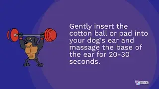 Ear Health Essentials: Caring for Your Asaka Dog's Ears with Confidence | Part 1 | H Pet Family