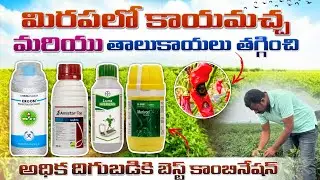 మిరప లో తాలూకాయలు 100% తగ్గించే బెస్ట్ కాంబినేషన్ అధిక దిగుబడి మార్గాలు.