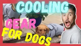 Cooling Gear For Dogs | Pet Devotion