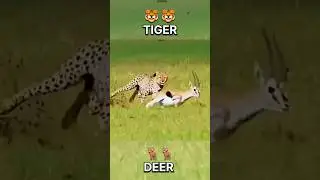 The tiger attacked the deer but the attempt failed | #animals #tiger #deer #wildlife