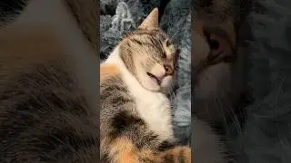 cat suckles in her sleep #shorts