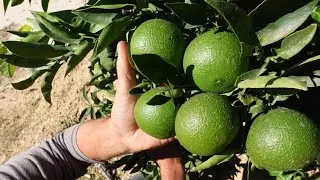 Renovar arboles de cítricos con problemas.