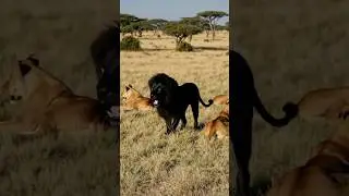 Rare Aggressive Black Lion Growls at Safari: Once-in-a-Lifetime AI Encounter! #blacklion #lion