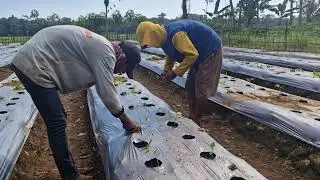 FARMER SKILLS IN PLANTING CHILI SEEDLINGS IN PLANTING HOLES WITH BARE HANDS! - Agriculture Farming