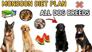Dog diet plan / Monsoon Dog Diet chat / dog diet plan in hindi. 🥣