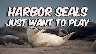 Harbor Seals Just Want To Play