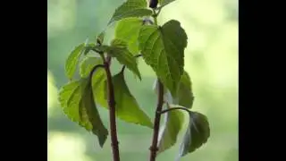 Salvia plant rehydrates