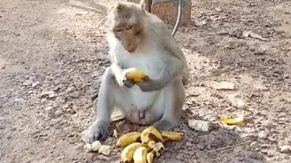 Awesome look so adorable Idol monkey sitting and eating banana alot 