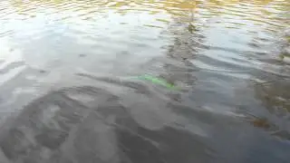 Rapala Jointed Clackin Rap