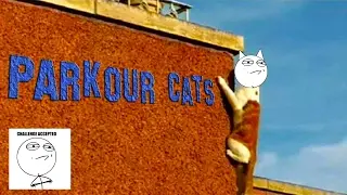Amazing Parkour-Cats Compilation
