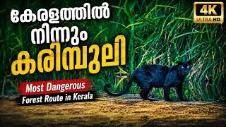 Rare Black Panther (കരിമ്പുലി) Spotted on Kerala&rsquo;s Most Dangerous Forest Road | Konni &ndash; Achankovil