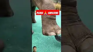 Fortunately, the breeder closed his feet quickly, otherwise he  Viral Videos 2 Million Views  🙏🙏🙏🙏
