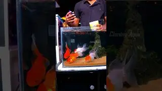 உங்க மீன் தொட்டிய அழகா மாதுங்க 😍 #aquarium #goldfish #fish #fishaquarium #exoticfishes