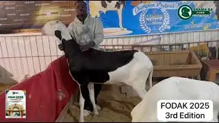 Saama sa Jurr Network at the Foire Adavancing livestock improvement