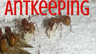 AntKeeping. #Ants #Antkeeping #NorthernANTs