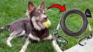 The Clips on This Dog Tie Out are the BEST Kind!