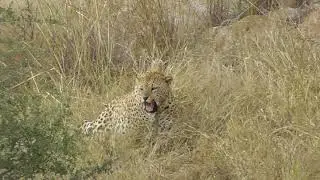 Best Leopard sighting.