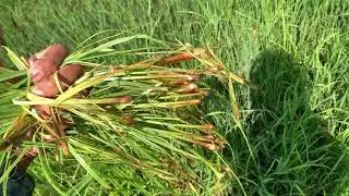 2,4 D effect to weed on rice