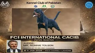 Rottweiler Classes Complete Highlights | KCP FCI International CACIB Dog Show &ndash; Lahore
