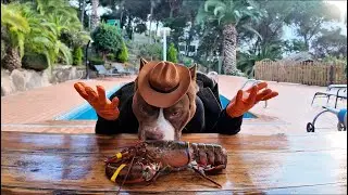 CHOCOLUNCH: Lobster 🦞