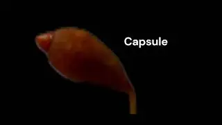 Sporophyte Structure of Moss Foot, Seta, Capsule & Operculum Explained