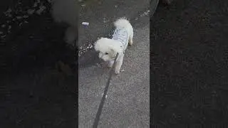 People you known #cute #shorts #love #dog #petshub #pets #dogshorts #funny