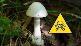 DEADLY MUSHROOMS: IDENTIFYING POISONOUS FUNGI & FORAGING SAFELY