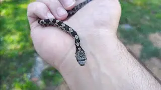 Baby Eastern Rat Snake find!! (black phase) 🤘🐍🖤