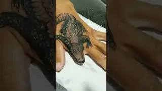 These crocodile tattoos are insane!