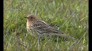 Red throated Pipit - Ludworth Moor, Derbyshire