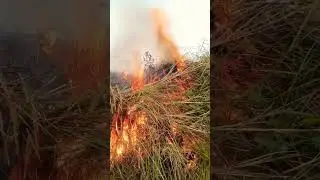 tamil fire super kings pakeja #trend #funny #tamil #viral #short #fifa