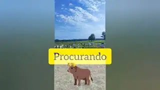 como buscar um boi bravo no mato