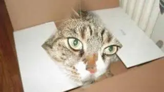 In Memory of my Lovely Cat - Skittles