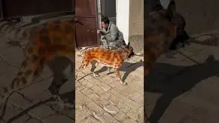 Smart animal saved man❤️#dog #animals #dogshorts #pets #shortsvideo #shorts