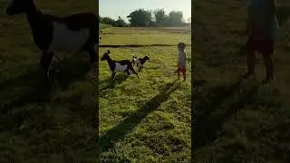 Run Goat Run