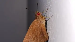 Red Eye Butterfly 🦋