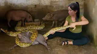 Giant Python Attacks Farm Animal | My Daily Life of Harvesting, Gardening & Animal Care