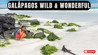 What It&rsquo;s Like to Visit the Gal&aacute;pagos Islands &ndash; Wildlife Paradise! - Travel Video
