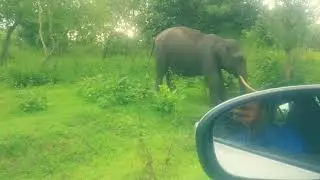 Close encounter with a Tusker| Elephant | Bandipur Karnataka