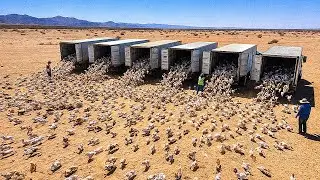 They Let a Million Rabbits Loose in a Desert, What Happened Next Shocked Everyone