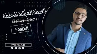 الحلقة4:دور العضلة الهيكلية المخططة في تحويل الطاقة