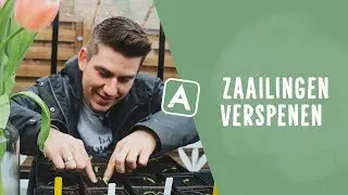Zaailingen verspenen: dit moet je weten om slaagkansen te vergroten I Angelo Dorny