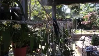 Misting system for outdoors orchids!