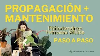 Tutorial de Propagación Philodendron - 3 Métodos Paso a Paso