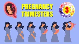 Pregnancy Trimesters by Weeks and Months &ndash; 3 Trimesters of Pregnancy