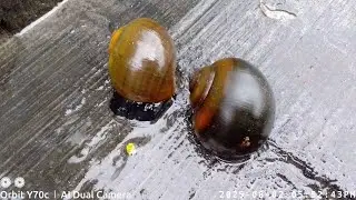 village snail video, snail running, শামুকের ভিডিও