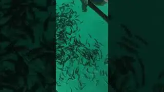 Looc Marine Sanctuary! The tourist spot located in municipality of Looc Romblon!