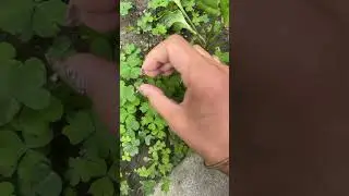 How to find a four leaf clover !