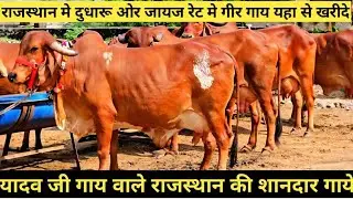 Gir Cow For Sale In Rajsthan || राजस्थान में गीर गाय यहाँ से ख़रीदे👍
